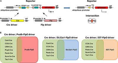 Intersectional Strategies for Targeting Amacrine and Ganglion Cell Types in the Mouse Retina